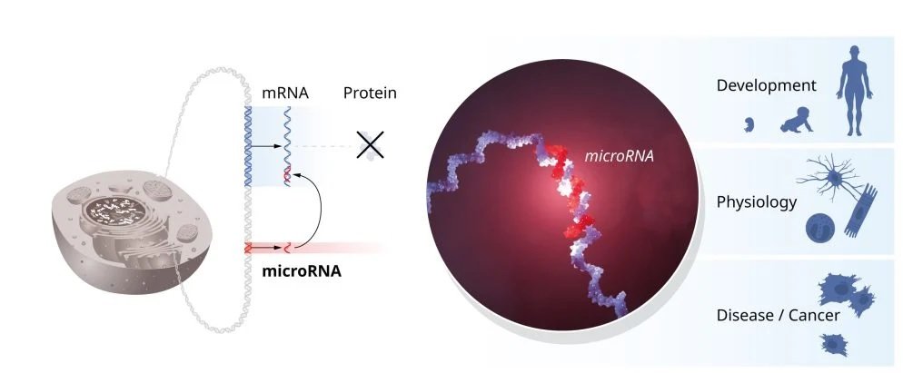 Nobel prize for a New Way in Cancer Treatment.